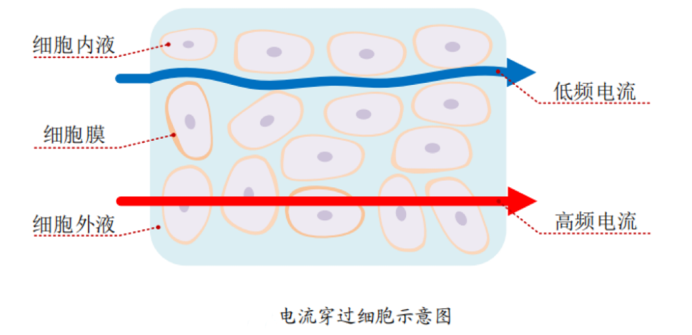 脂的?数据准确吗?一起来了解CQ9电子体脂秤是怎么测出体(图3) 脂的?数据准确吗?一起来了解CQ9电子体脂秤是怎么测出体(图3)